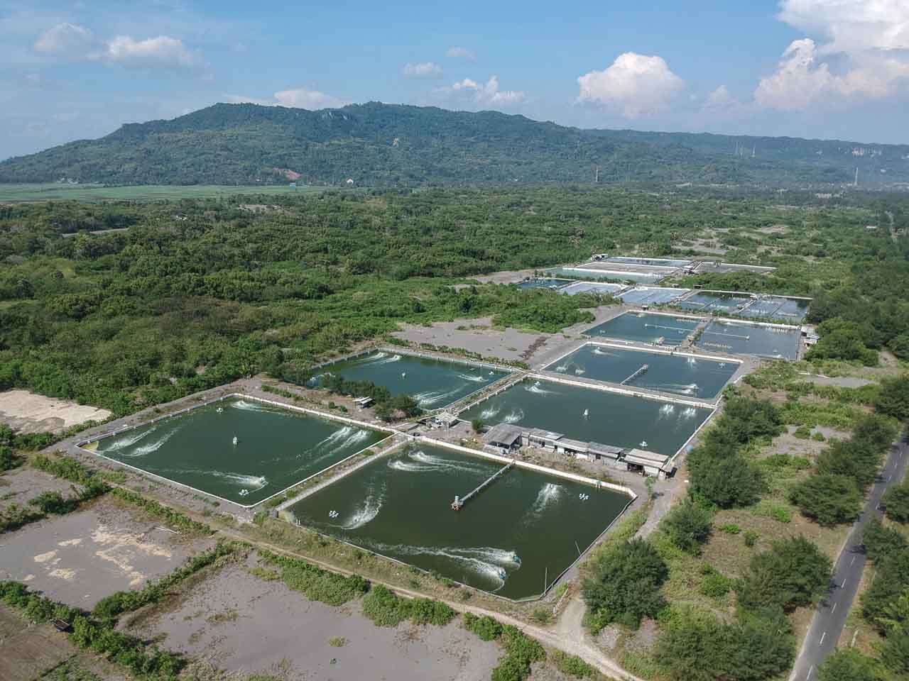 Lampung Pionir Lumbung Udang Nasional
