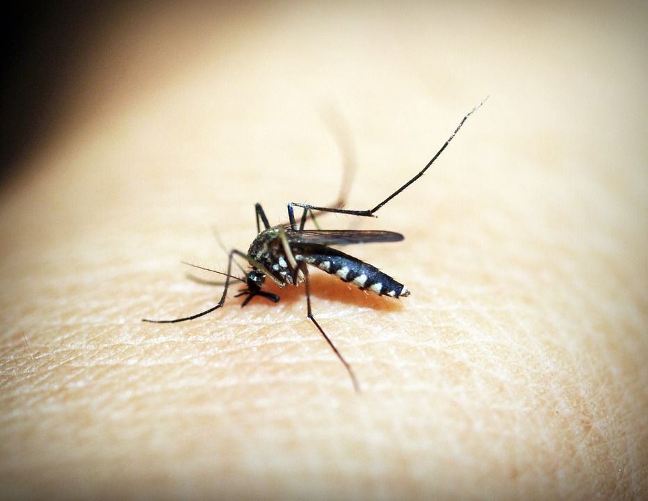 10,7 Juta Orang Indonesia Dibayangi Malaria