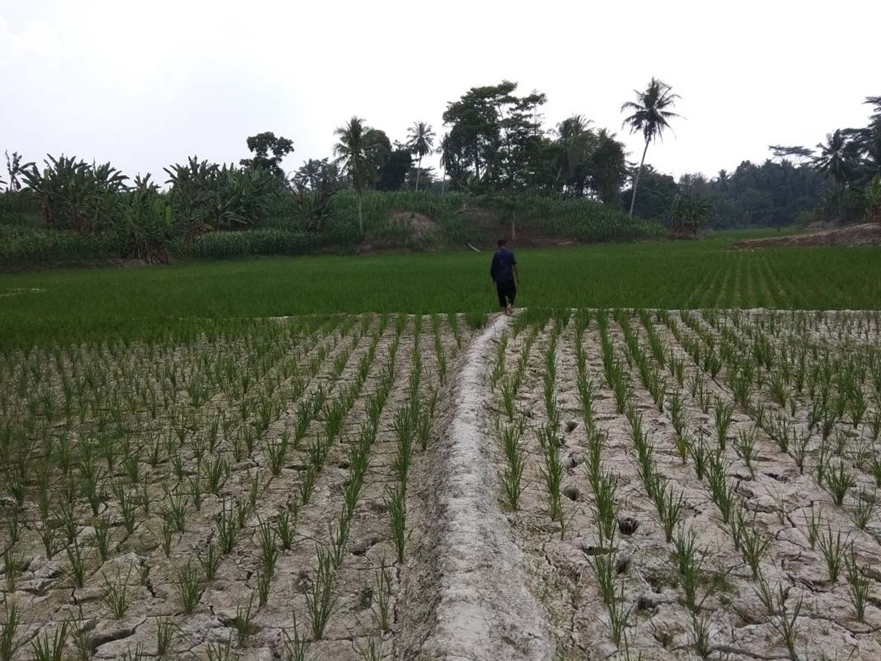 Pasokan Air Selama Kemarau Aman
