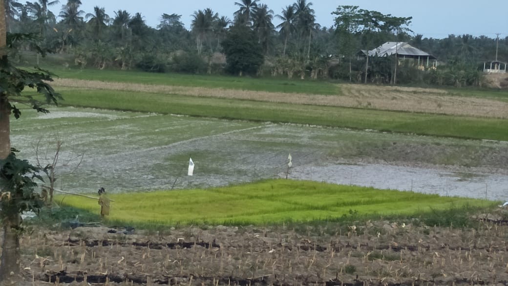 DILANDA KEKERINGAN. Suasana areal persemaian bibit padi di Jalinpantim Lebungbuaya Desa Bangunrejo, Kecamatan Ketapang, Lampung Selatan, Minggu (12/8). Hingga kemarin lahan belum juga ditanam karena lahan sawah tadah hujan itu mengalami kekeringan.LAMPUNG POST/AAN KRIDOLAKSONO