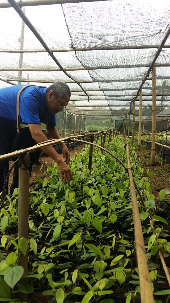 TUNJUKKAN BIBIT LADA. Dosen Polinela Bambang Utoyo menunjukkan bibit lada di Unit Penangkar Bibit Lada di kampus setempat, Rabu (29/8). ISTIMEWA