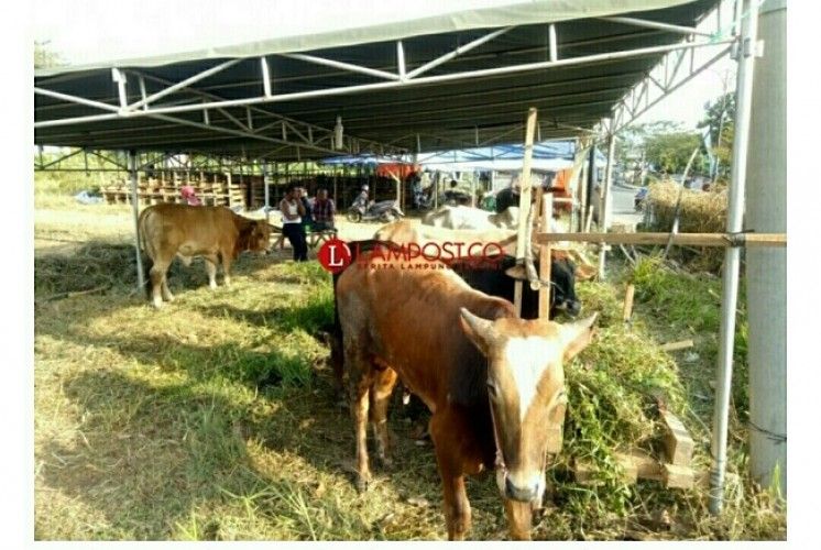 ilustrasi hewan kurban