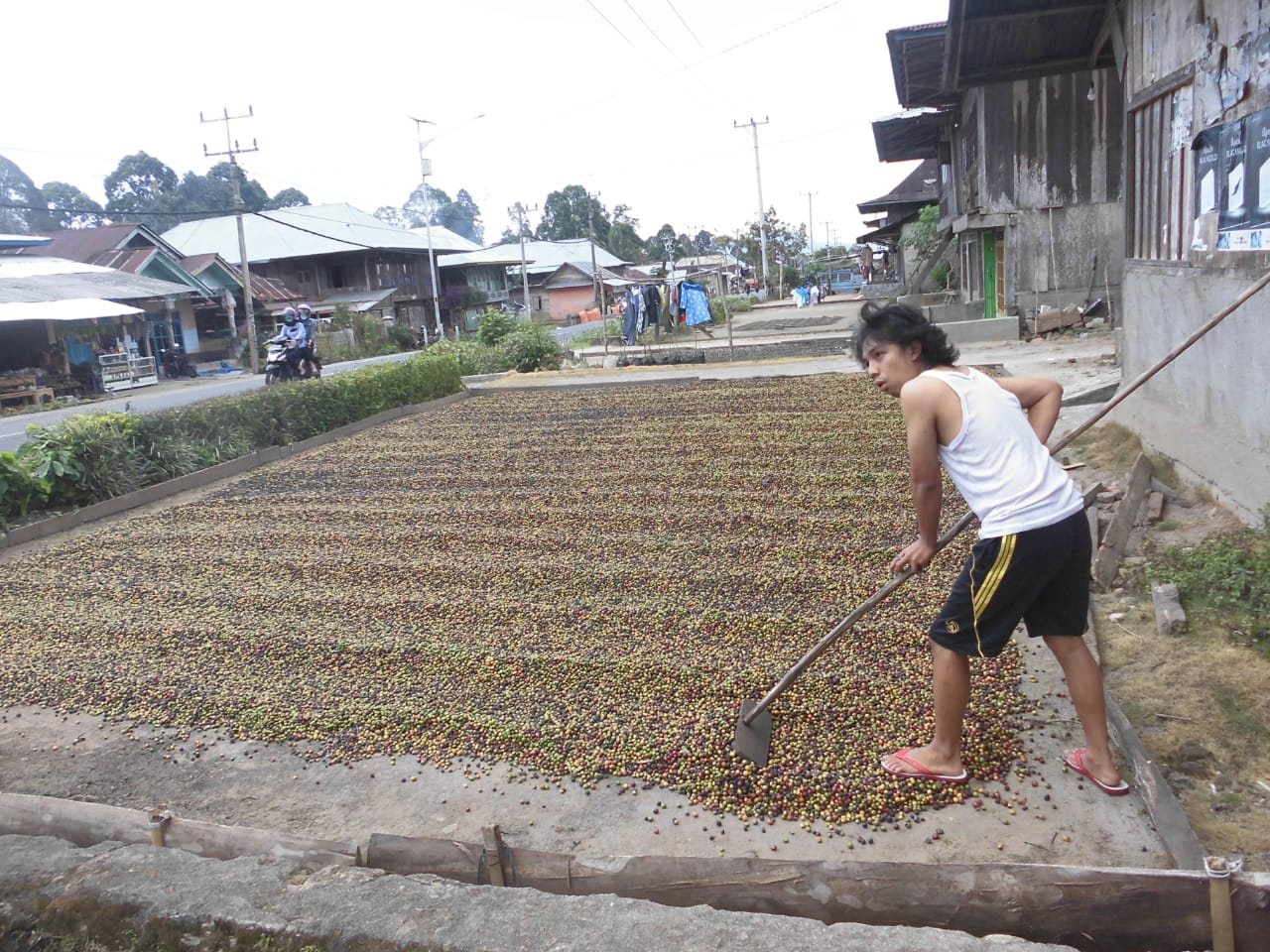 JEMUR KOPI. Petani kopi sedang menjemur kopi hasil panen saat ini di Batubrak, Lampung Barat, Senin (3/9). Dinas Perkebunan dan Peternakan Lampung Barat mengimbau petani kopi di Lampung Barat untuk meningkatkan pengolahan agar mendapatkan biji kopi yang berkualitas untuk mendapatkan harga kopi yang tinggi.
LAMPUNG POST/ELIYAH