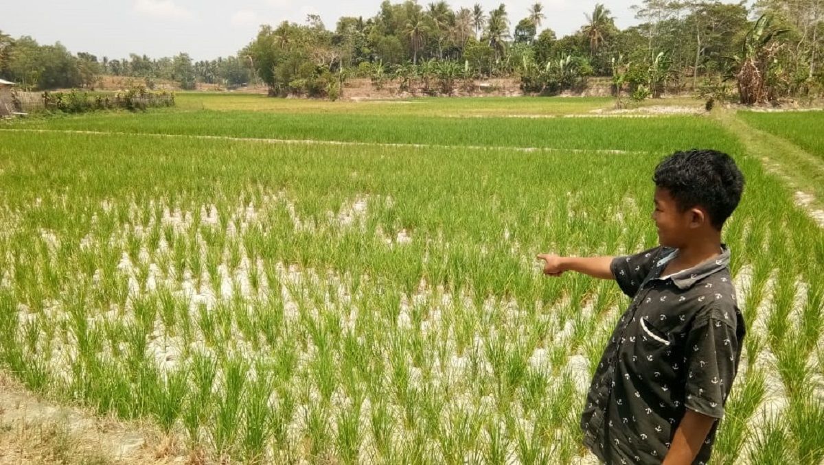 MULAI MENGERING. Areal lahan persawahan di Desa Bumidaya, Kecamatan Palas, Lampung Selatan, yang mengalami kekeringan, Rabu (10/10). Kemarau membuat pasokan air untuk mengairi sawah berkurang. (LAMPUNG POST/ARMANSYAH)