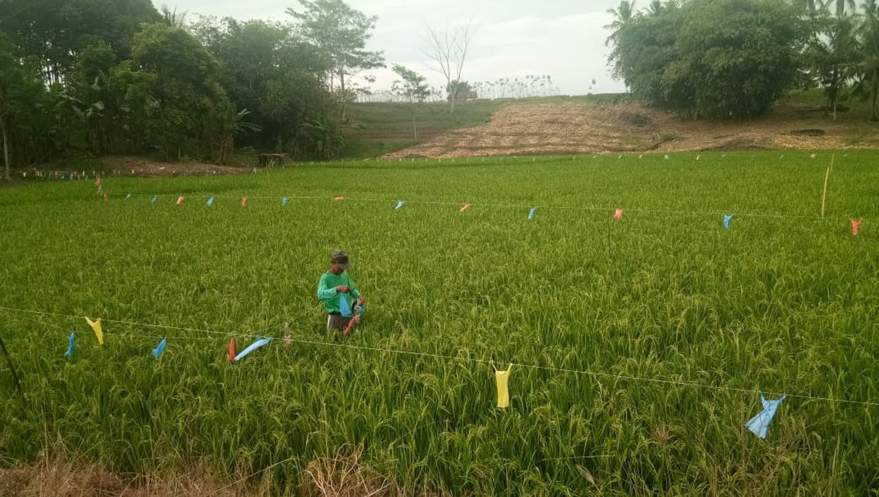 Jelang Panen, Burung Pipit Serang Tanaman Padi di Palas