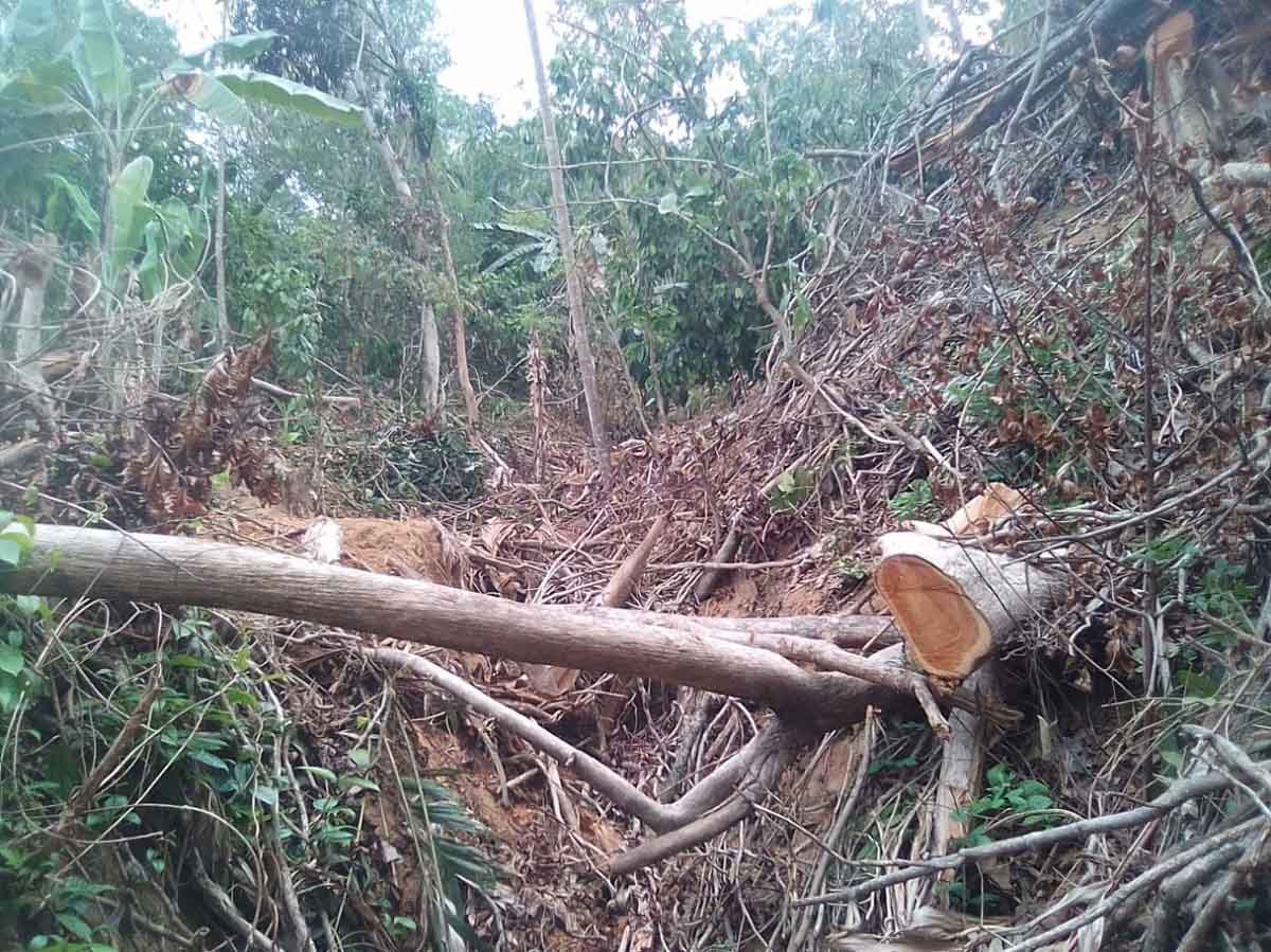 PENEBANGAN LIAR REGISTER 22. Kerusakan akibat penebangan liar di Register 22 Way Waya, Sendangbaru, Kecamatan Sendangagung, Lampung Tengah, Senin (5/11). Pemkab Lamteng bakal menindak perambah Register 22 dan tidak peduli jika ada yang membekingi pelaku perusakan hutan itu.
LAMPUNG POST/WAHYU PAMUNGKAS