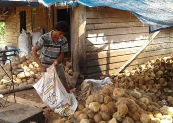Pengepul Kopra di Lampura Keluhkan Harga Anjlok