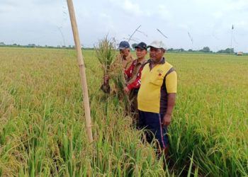 Belasan Ha Padi Terserang Patah Leher