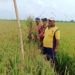 Belasan Ha Padi Terserang Patah Leher