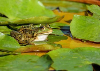 Obat Regenerasi Katak