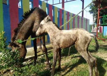 Anak Kuda Menjadi Anggota Baru Taman Kehati