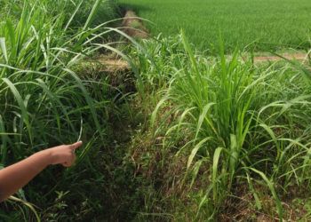 Dewan Siap Kawal Revitalisasi Saluran Irigasi