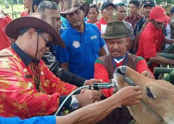 Populasi Ternak Lamteng Meningkat