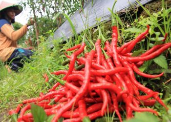 Kenaikan Harga Cabai Diprediksi hingga Iduladha