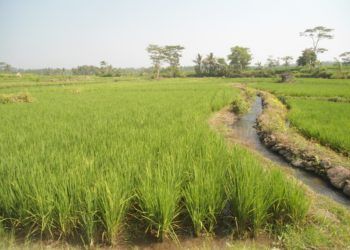 Petani Waswas Gagal Panen