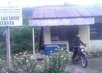 Lambar Kirim 6.252 Ekor Kambing ke Luar Daerah