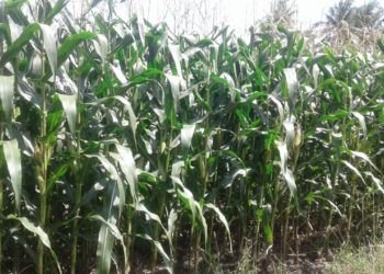 Harga Jagung Naik karena Ketersediaan Terbatas