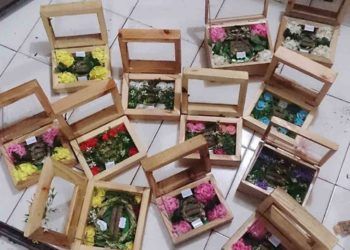 Kreasi Jati Belanda Kian Diburu