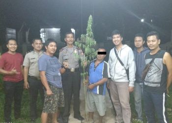 Tanam Pohon Ganja, Pemuda Ditangkap Aparat