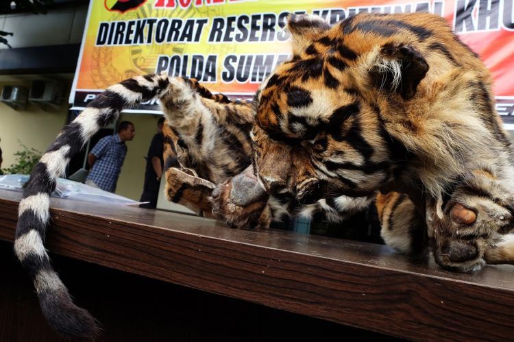 Penjualan Kulit Harimau Sumatera Digagalkan