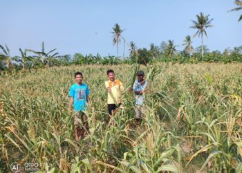 Ratusan Hektare Tanaman Jagung Terancam Gagal Panen