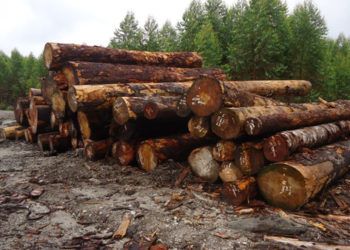 Dorong Produksi Kayu Hutan Alam, KLHK Intensifkan Silin