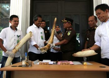 BKSDA Aceh Terima Gading Gajah Bunta dari Kajari Aceh Timur