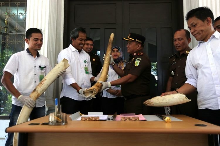 BKSDA Aceh Terima Gading Gajah Bunta dari Kajari Aceh Timur