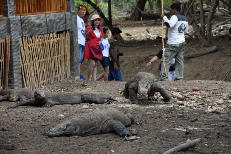 Wacana Penutupan TN Komodo Harus Terencana