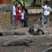 Wacana Penutupan TN Komodo Harus Terencana