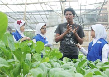 Hidroponik Menanam Sayuran tanpa Tanah