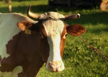 Pencuri Sapi Nyaris Dihakimi Massa di Lamteng