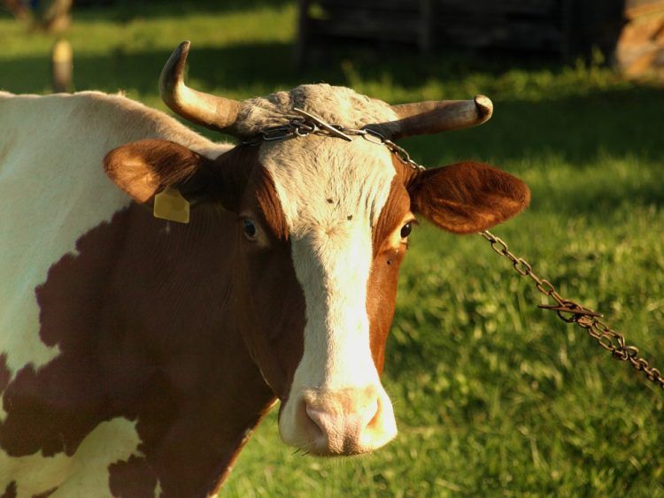 Pencuri Sapi Nyaris Dihakimi Massa di Lamteng