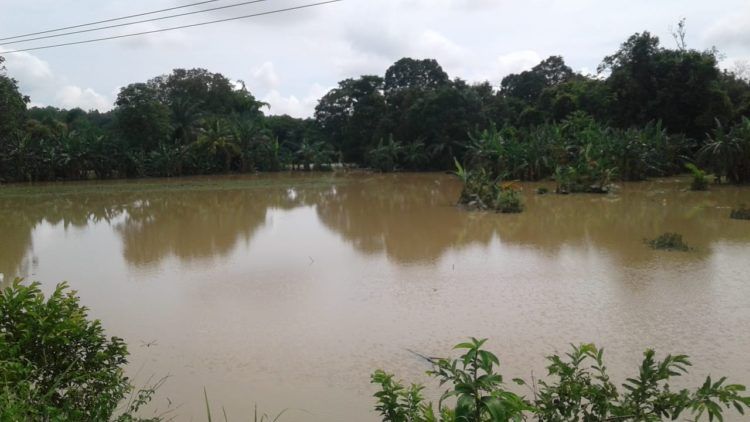 302 Ha Padi-Jagung di Lamtim Puso
