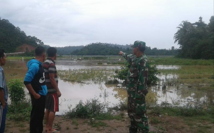Enam Ha Sawah Terancam Gagal Panen
