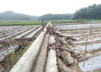 Warga Minta Saluran Irigasi Way Langsep II Diperbaiki