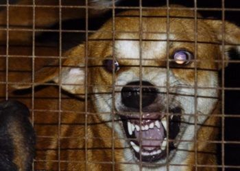 KLB Rabies Terjadi karena Penanganan Buruk