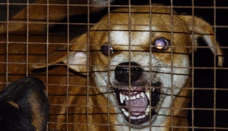 KLB Rabies Terjadi karena Penanganan Buruk