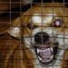 KLB Rabies Terjadi karena Penanganan Buruk