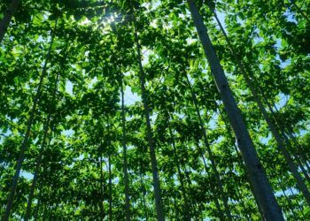 Perhutanan Sosial Hasilkan 61 Produk Bukan Kayu