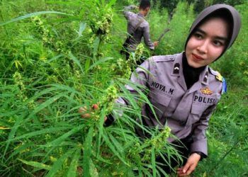 Pemilik 6 Hektare Kebun Ganja Masih Diburu
