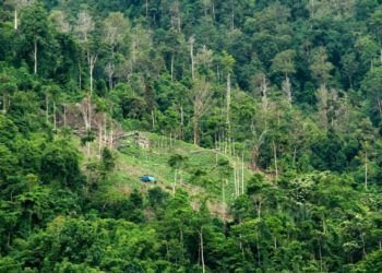 Hutan