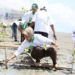 CCEP Indonesia Tanam Seribu Mangrove di Pesisir Lampung