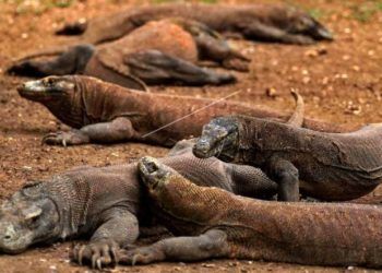 KLHK Bentuk Tim Terpadu Kaji Penutupan TN Komodo