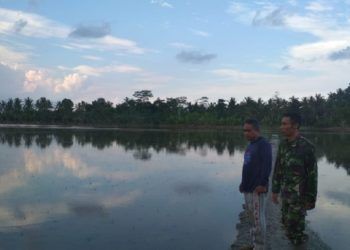 Tanaman Padi di Palas yang Puso Bertambah