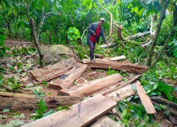 Penegakan Hukum Pembalakan Liar Lemah