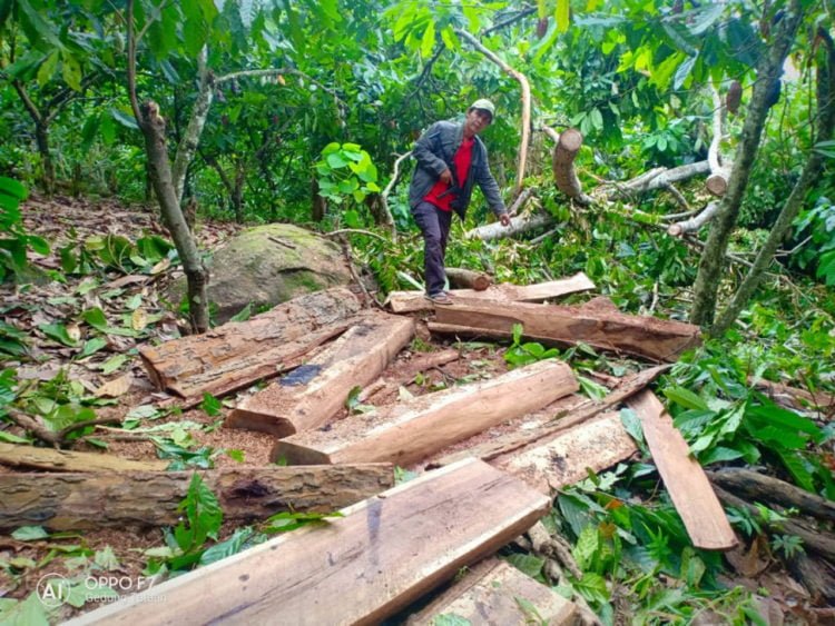 Penegakan Hukum Pembalakan Liar Lemah