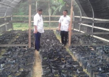 Lambar Mulai Kembangkan Bibit Alpukat