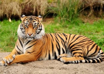 Revisi Aturan Satwa Dilindungi Mendesak