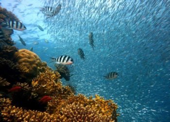 Dokumentasi Pixabay.com